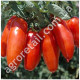 Томат Балерина 0.1 г GL Seeds