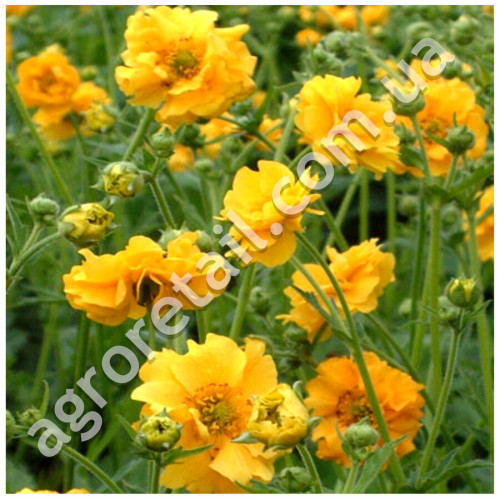 Гравілат Жовтий Дракон 0.1 г Gl Seeds