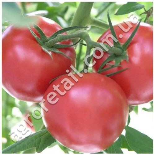 Томат Зинуля 0.1 г Gl Seeds