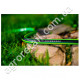Шланг садовый Green ATS2 5-слойный диаметр 3/4 дюйма 25 м Cellfast