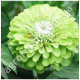 Циннія Лайм Квін 0.5 г Gl Seeds