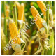 Кукурудза Джубілі F1 20 шт Syngenta