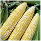 Кукурудза Мармурова Українська F1 10 г Gl Seeds
