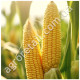 Кукурудза Бондюель F1 20 г Gl Seeds