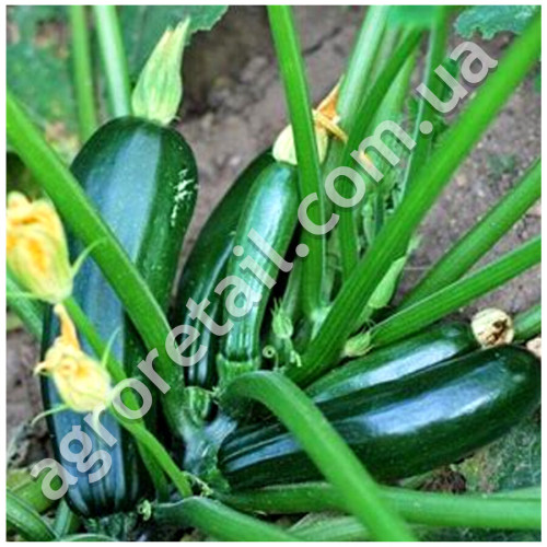 Кабачок Супремо F1 5 шт Syngenta