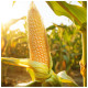 Кукуруза Добрыня F1 поштучно Lark Seeds 1 шт