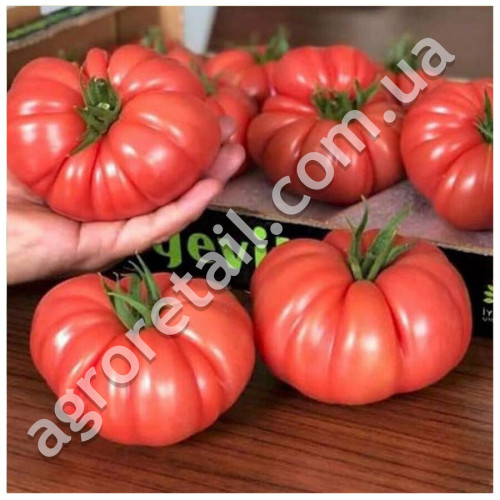 Томат Португос F1 10 шт United Genetics Професійне насіння