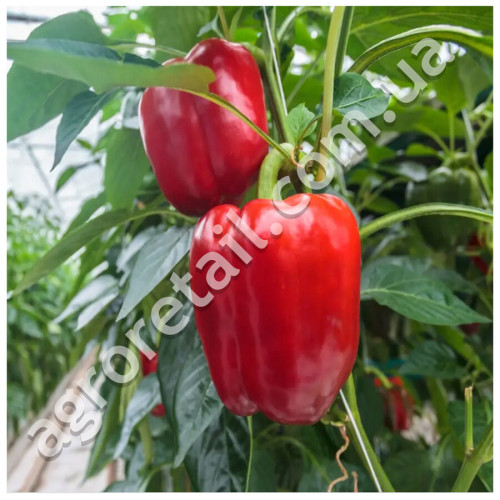 Перец Маргарита F1 8 шт United Genetics Професійне насіння