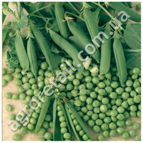 Горох Муцио 5 г Syngenta Професійне насіння