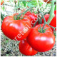Томат Король ранних 0.1 г GL Seeds