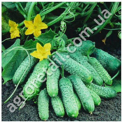 Огурец Воргебинштраубе 0.5 г GL Seeds