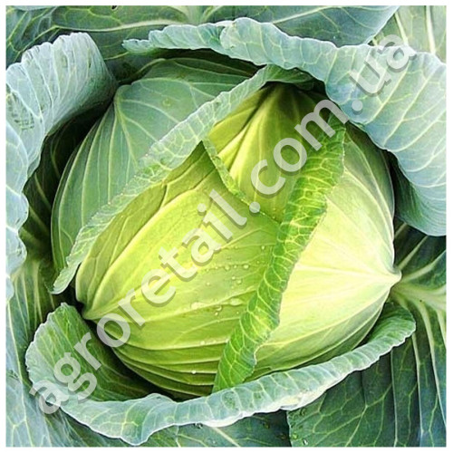 Капуста Харьковская зимняя 1 г Gl Seeds