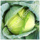 Капуста Харьковская зимняя 1 г Gl Seeds