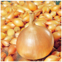 Цибуля сіянка Тріумф 8/21 0.5 кг Top onions