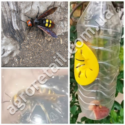 Пастка для ос
