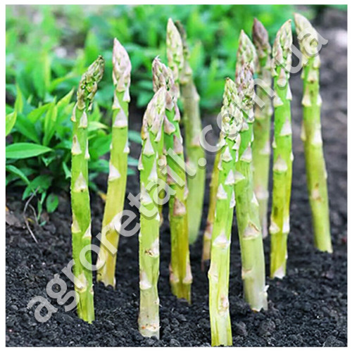 Спаржа Вашингтон 1 г Gl Seeds