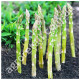 Спаржа Вашингтон 1 г Gl Seeds
