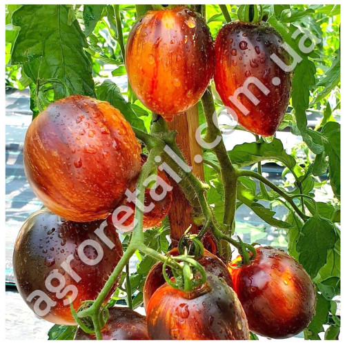 Томат Гаргамель 0.1 г Gl Seeds