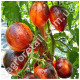 Томат Гаргамель 0.1 г Gl Seeds