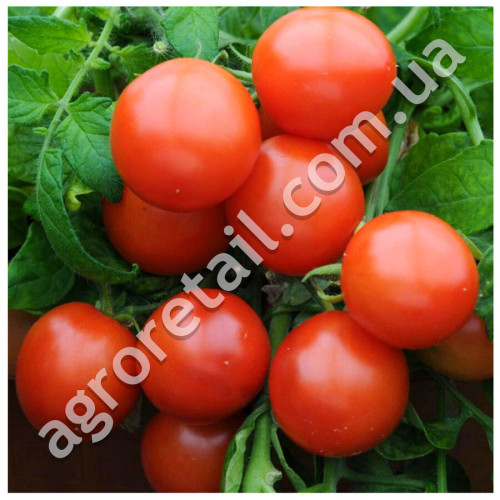 Томат Дубок 0.25 г Gl Seeds