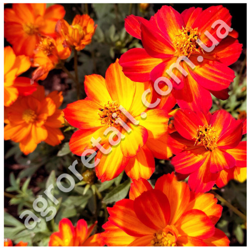 Космея Червона 0.25 г GL Seeds