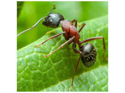 Боротьба з мурахами на земельній ділянці та у приміщеннях