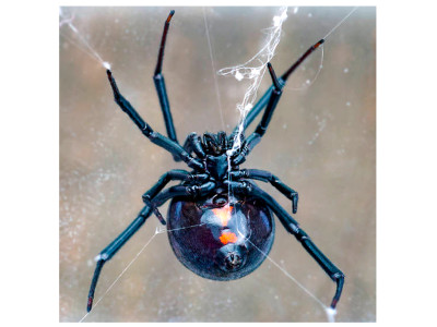 Небезпечні павуки України