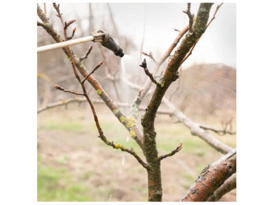 Викорінююча обробка саду восени