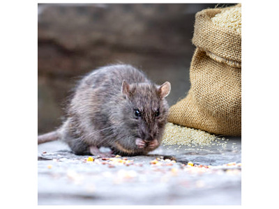 Засоби та методи боротьби з гризунами в побутових і промислових умовах