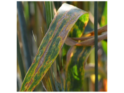 Септоріоз або біла плямистість листя