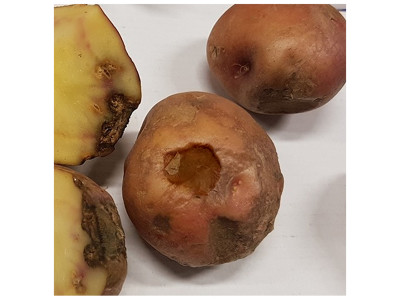 Фомоз (бура гниль)