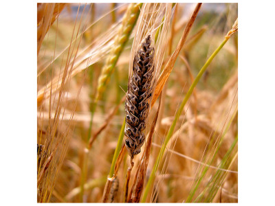 Сажка зернових культур