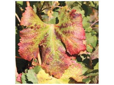 Краснуха винограду