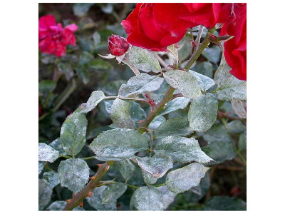 Борошниста роса рослин — профілактика та лікування хвороби