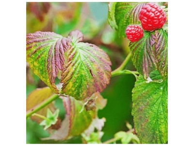 Пурпурна плямистість (дидімелла малини)