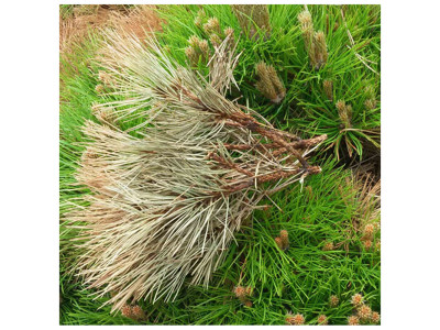 Шютте хвойних