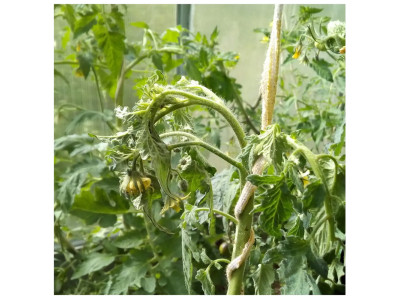 Вертицильозне в'янення – прихована загроза для рослин