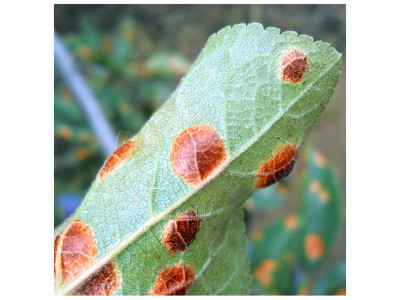 Полістигмоз (червона плямистість) сливи