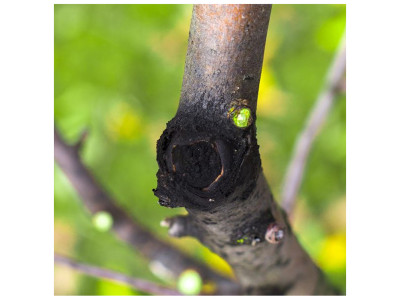 Чорний рак плодових дерев