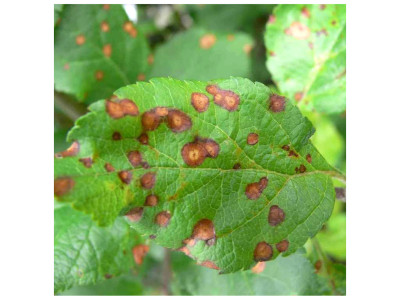 Філостиктоз (бура плямистість)