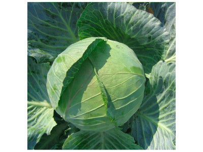 Вирощування білокачанної капусти: від посадки до збору врожаю