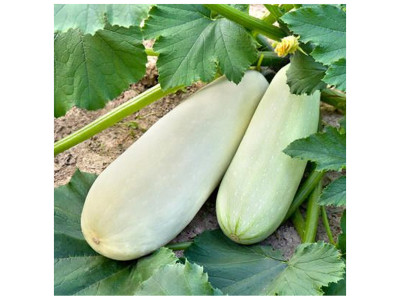 Вирощування кабачків