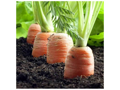 Особливості вирощування моркви