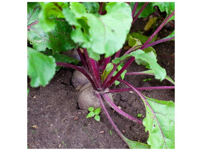 Посадка та вирощування буряків у відкритому ґрунті