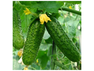 Вирощування огірків від А до Я