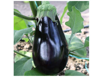 Вирощування баклажан з насіння